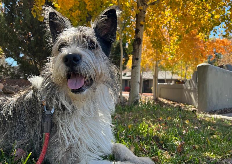 Kaibab Veterinary Clinic Flagstaff Veterinarians